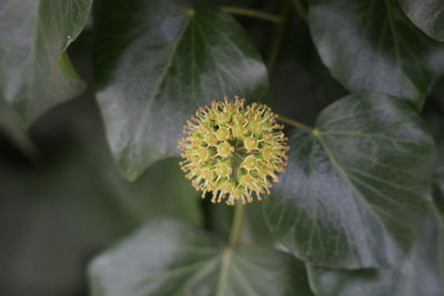 Close-up of flowering plant