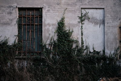 Ivy growing on old building