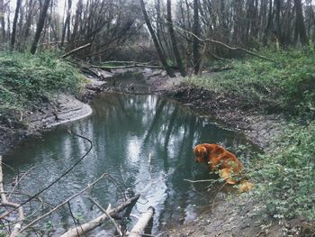 View of trees in water