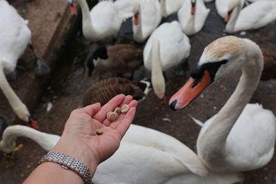 Cropped image of man feeding bird