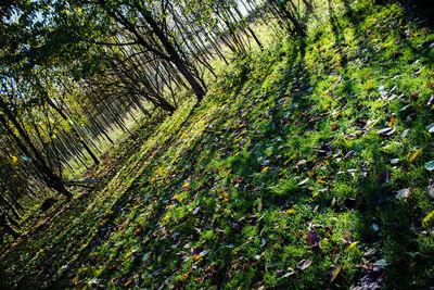 Trees growing in forest