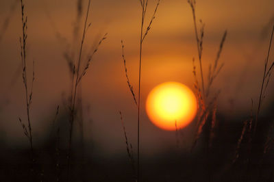 Close-up of silhouette plants against sunset