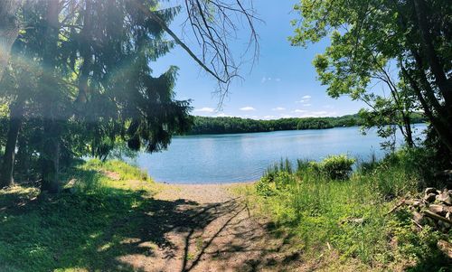 Scenic view of lake in forest against sky