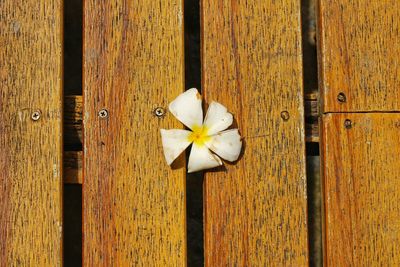 Directly above shot of white flower on wooden door