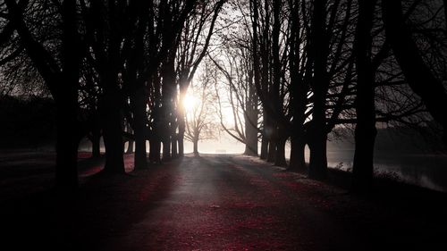 Sunlight streaming through trees on footpath