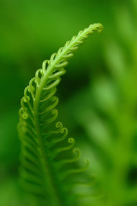 Close-up of fern leaves