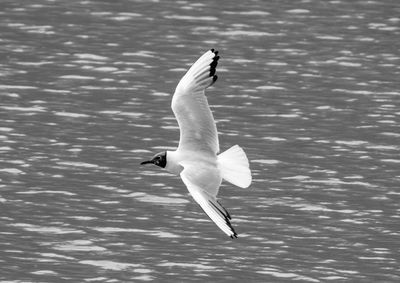 Swan flying over lake