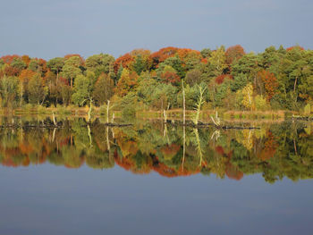 Reflection of trees in calm lake