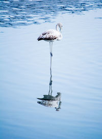 Bird perching on a lake