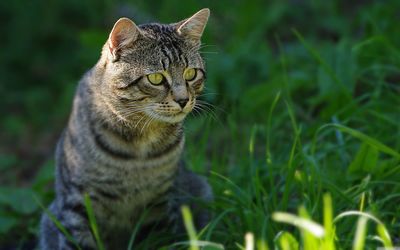 Close-up of cat sitting on grassy field