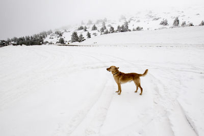 Dog on snow covered land