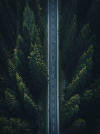 Scenic view of road amidst trees in forest