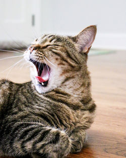 Close-up of cat yawning