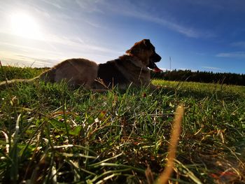 View of dog on field against sky