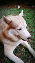 Dog relaxing on grassy field