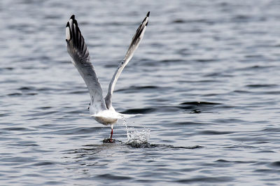 Seagull flying over lake