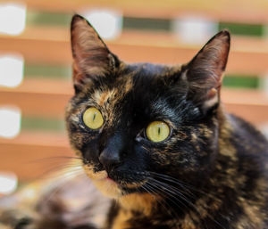 Close-up portrait of a cat