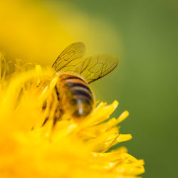 Close-up of insect on yellow flower