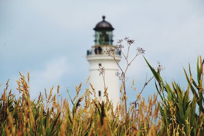 Low angle view of plants growing on field against sky