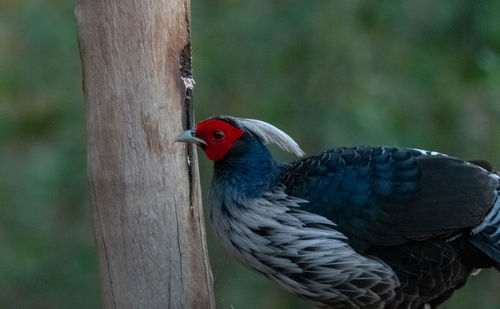 Close-up of bird perching on wooden post