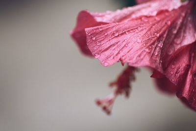 Close-up of water drops on pink flower