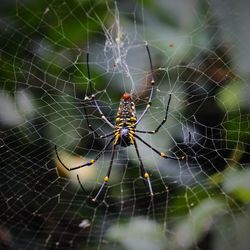 Close-up of spider on web