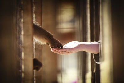 Close-up of hand feeding monkey