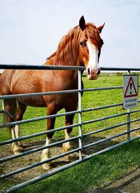 Horse standing in ranch