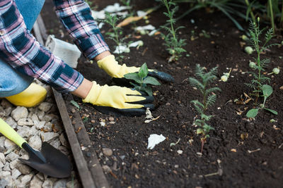 Low section of person gardening