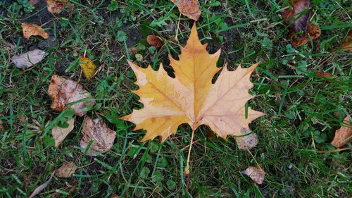 High angle view of maple leaf on field