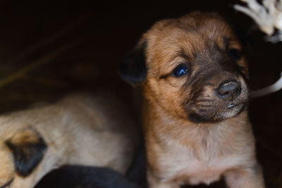 Close-up portrait of puppy