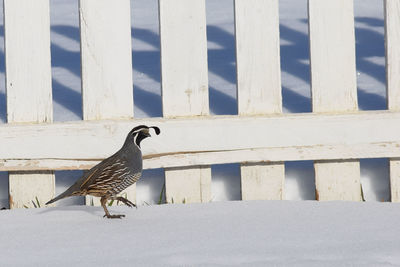 Bird perching on snow field