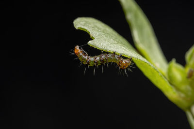 Close-up of insect on leaf against black background