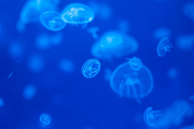 Close-up of jellyfish against blue background