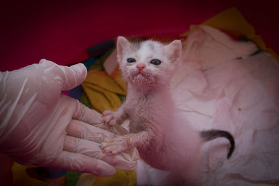 Close-up of hand holding kitten