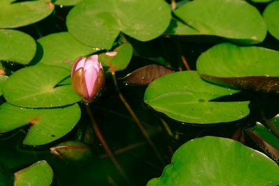 High angle view of water lily in pond