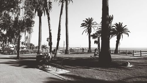 Man sitting on palm tree at beach