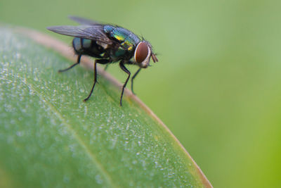 Close-up of fly on leaf