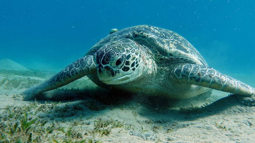 Turtle swimming in sea