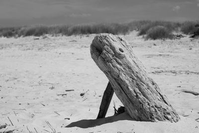 Close-up of lizard on sand at beach against sky