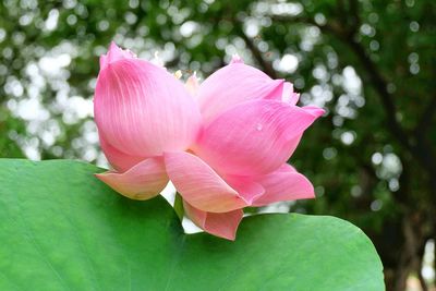 Close-up of pink orchid