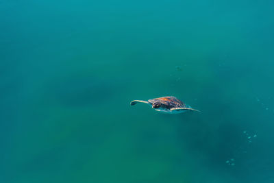 Green sea turtle emerges from the mediterranean sea  turtle - caretta caretta selective focus