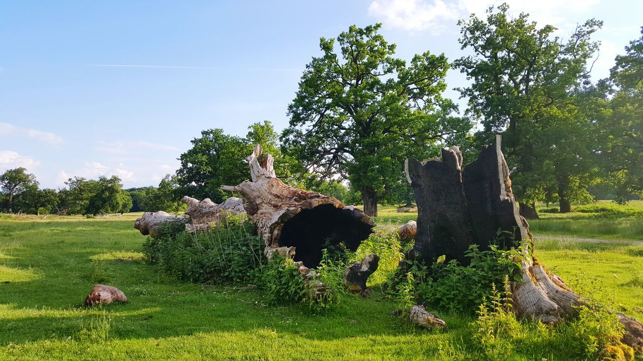 tree, growth, green color, grass, tranquility, sky, tranquil scene, nature, field, beauty in nature, landscape, scenics, plant, day, sunlight, outdoors, non-urban scene, no people, green, idyllic