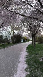 View of blooming tree