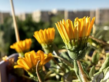 Close-up of yellow flowering plant