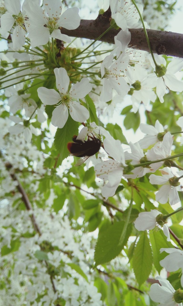 flower, animal themes, animals in the wild, one animal, wildlife, white color, growth, freshness, nature, fragility, bird, insect, beauty in nature, branch, petal, perching, focus on foreground, tree, blooming, plant