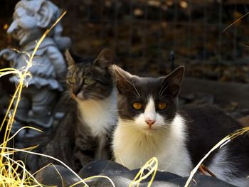 Close-up portrait of kitten