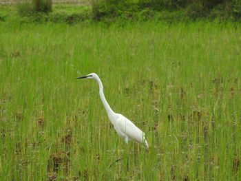 Great egret on marsh