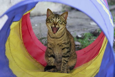 Portrait of cat yawning in agility tunnel on field