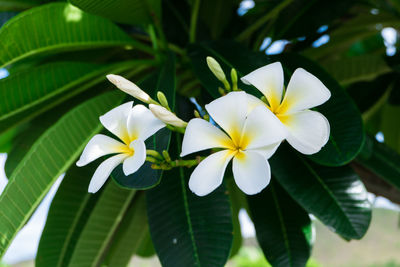 Close-up of white flowering plant